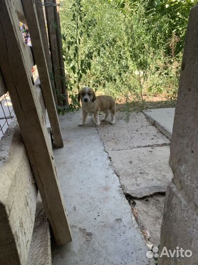 Собака в добрые руки отдам бесплатно
