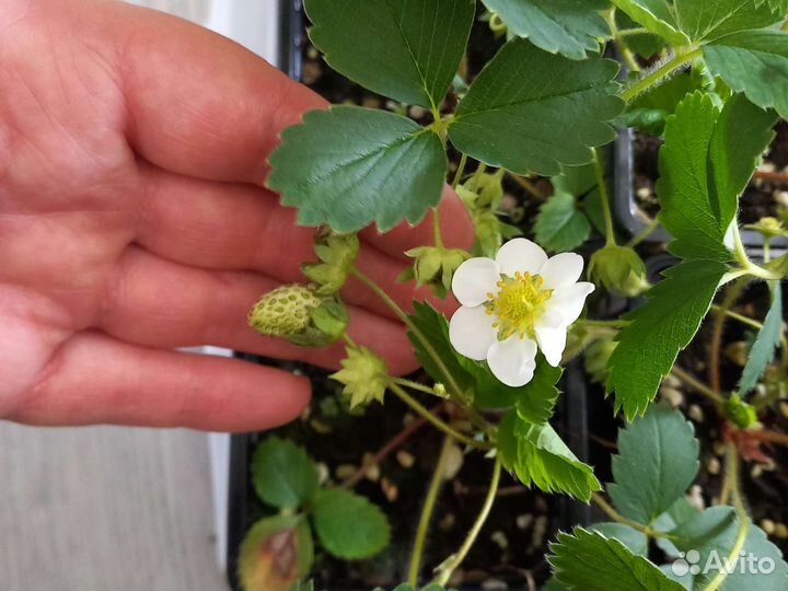 Ремонтантная земляника Гирлянда