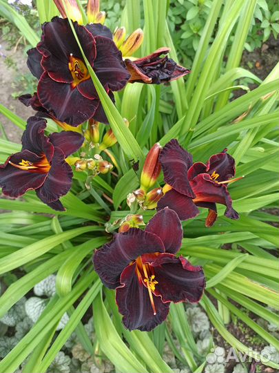 Продаю лилейники