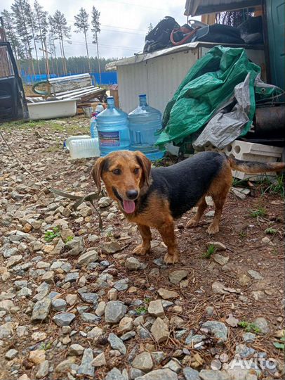 Собака в добрые руки