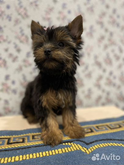 Йоркширский терьер девочка