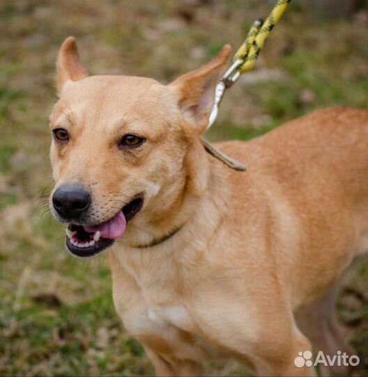 Собака Бемби, 3 года, весёлый звоночек