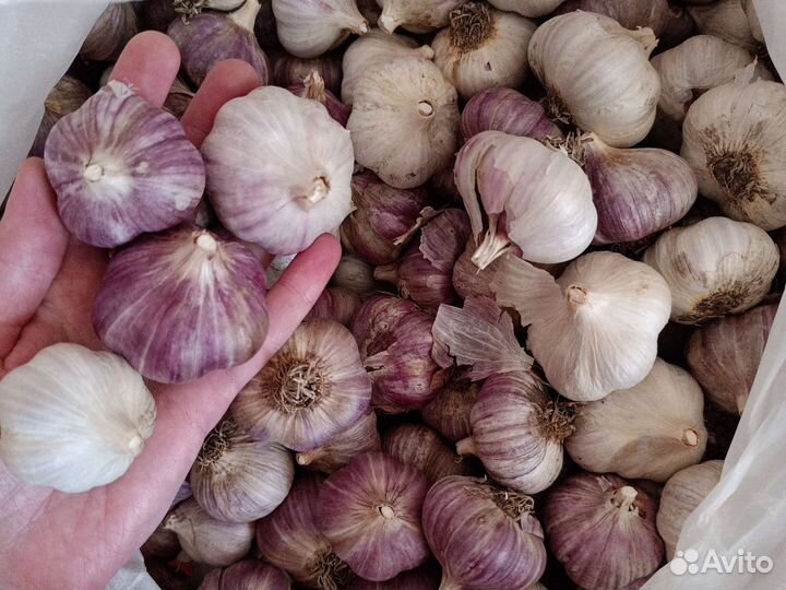 Озимый чеснок