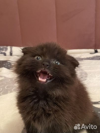 Вислоухие котята в добрые руки