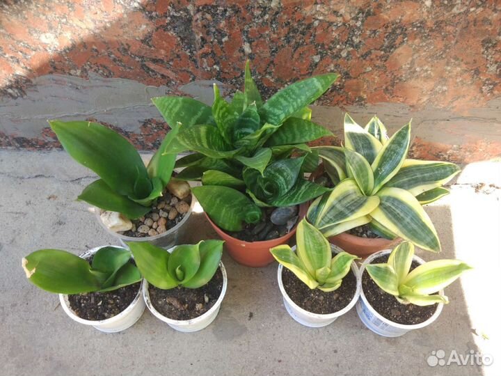 Сансевьерия, щучий хвост, тещин язык