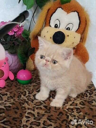 Экзотическая