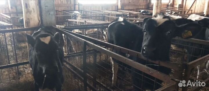 Холмогоры Голштины Бычки Тёлки