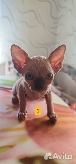 Канадский сфинкс котенок девочка