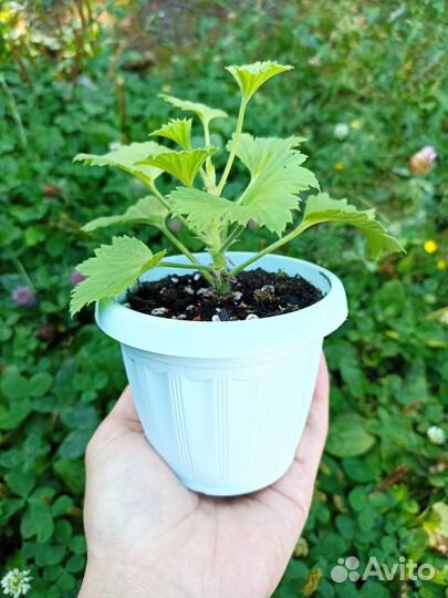 Пеларгония