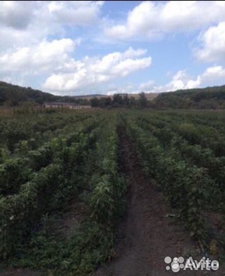 Колоновидные яблони