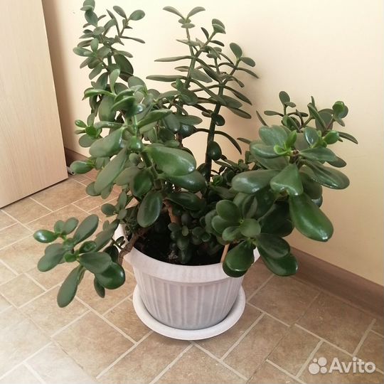 Крассула толстянка