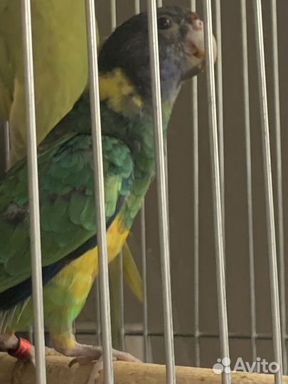 Бернард розелла попугай