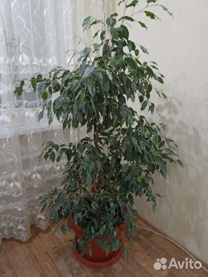 Фикус бенджамина 1,7 метр