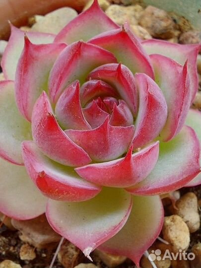 Echeveria