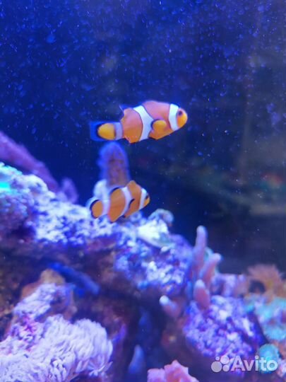 Рыбка клоун, Морской ёж фиолетовый