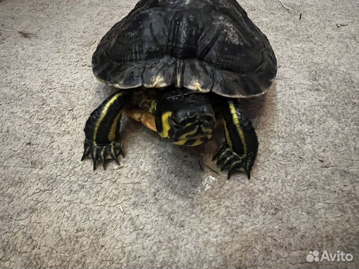 Черепаха водная