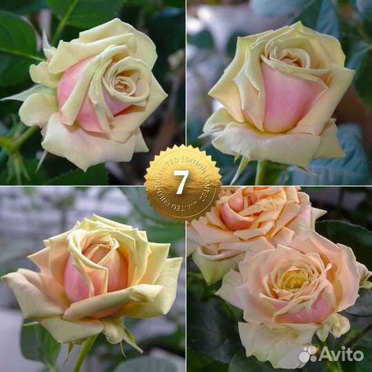 Укорененные черенки комнатных роз