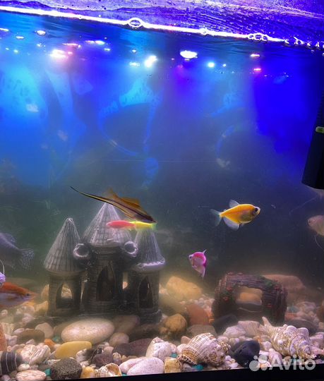 Аквариум с рыбками