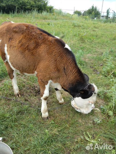 Тёлочка и бычок