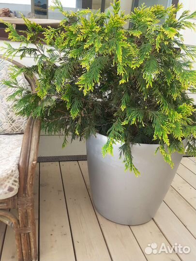 Туя смарагд