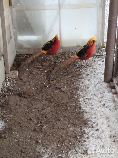 Фазаны: серебряный (пара), золотой (самцы)