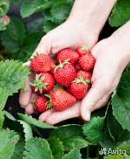 Рассада клубники