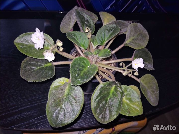 Взрослые фиалки и цветущие