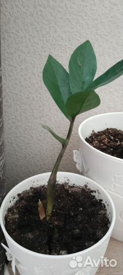 Замиокулькас