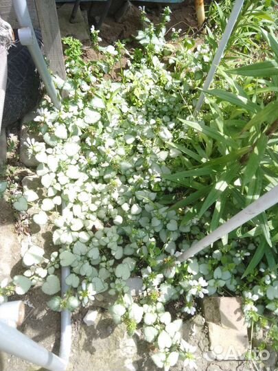 Клещевина (Яснотка)