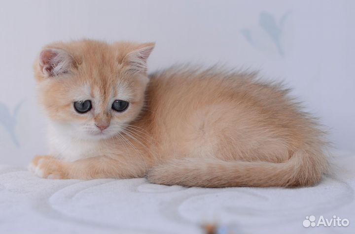 Котята золотая шиншилла