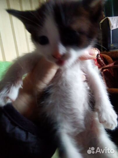 Кошечка в добрые руки бесплатно