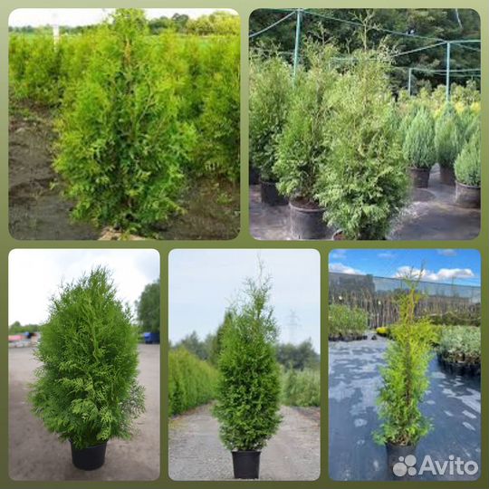 Туя Брабант 80-100 см (предзаказ)
