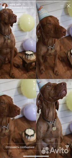 Торт для собачки