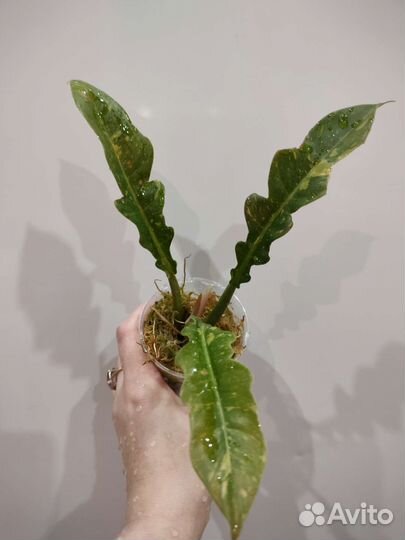 Аглаонемы и филодендроны