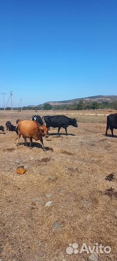 Коровы телки