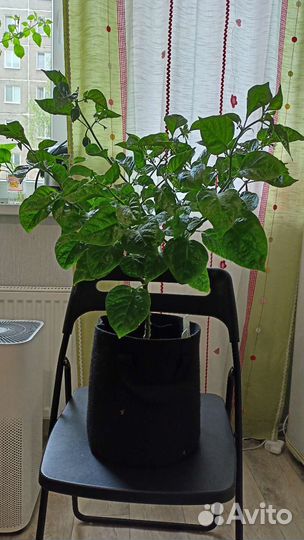 Перец хабанеро шоколадный