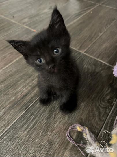 Британские котята бесплатно