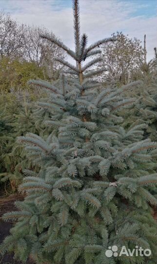 Зеленые ели