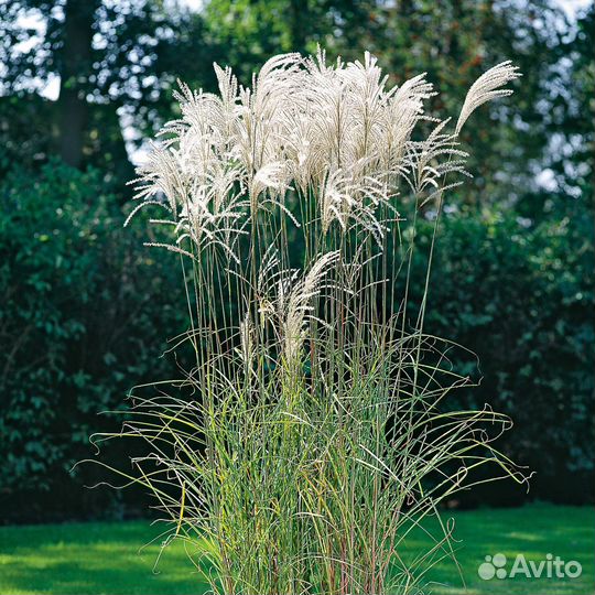Мискантус разные сорта (предзаказ)