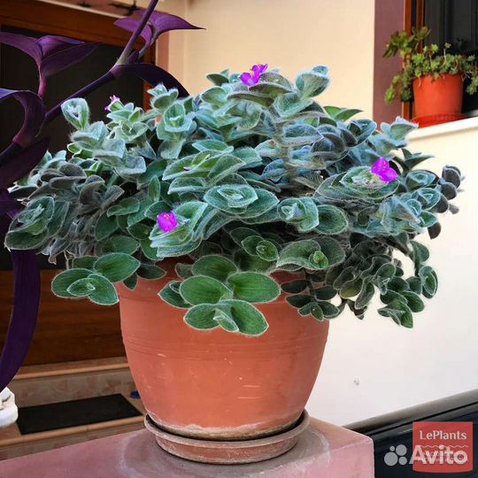 Вечноцветущая бегония