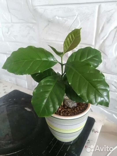 Распродажа комнатных растений