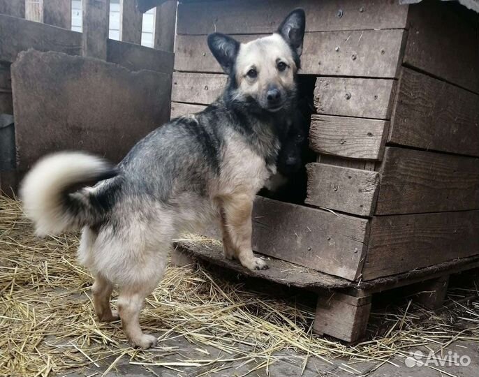 Собака в добрые руки