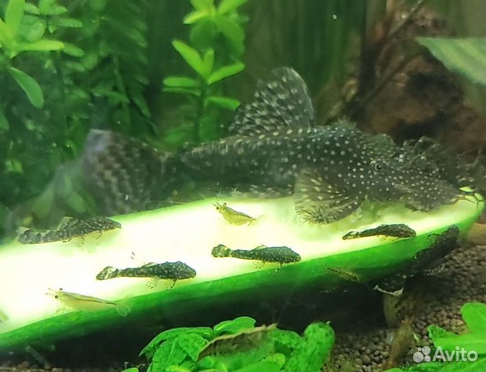 Аквариумные рыбки