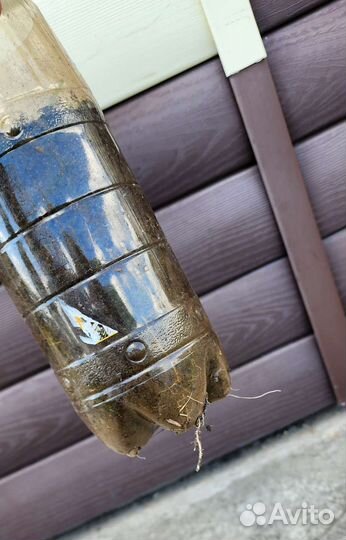 Ива извилистая