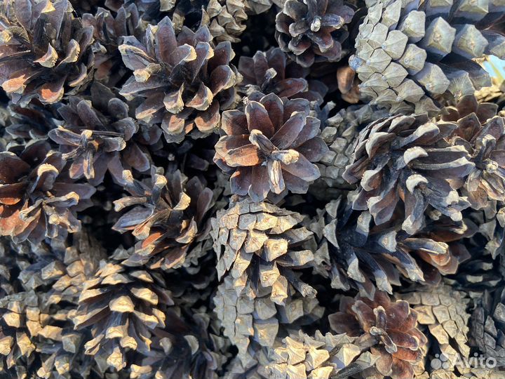 Шишки сосновые для поделок