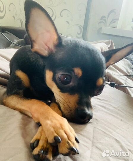 Мини Той-терьер