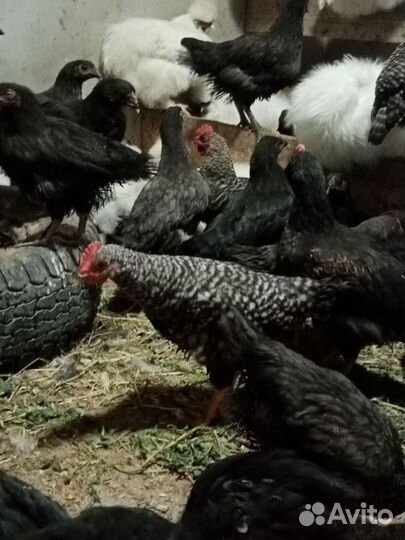 Цыплята подрощенные