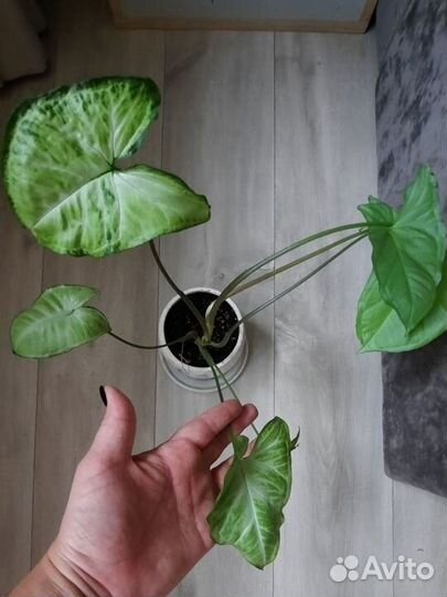 Укорененные растения