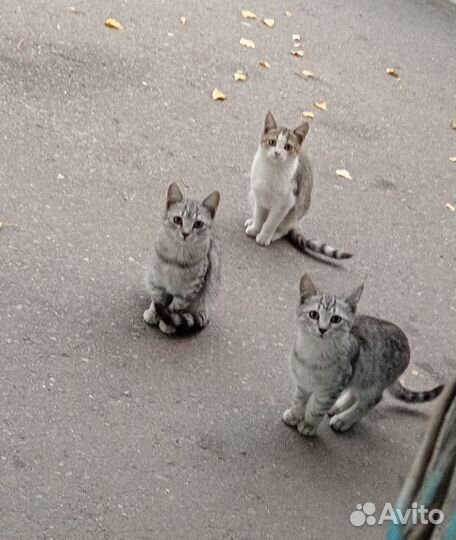 Отдам котят в добрые руки спб
