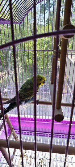 Волнистый попугай с клеткой